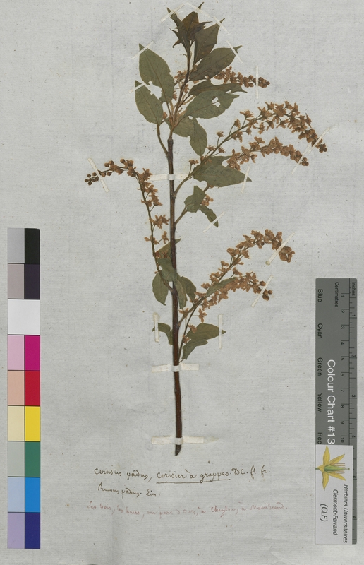 Cerasus padus (Rosaceae)