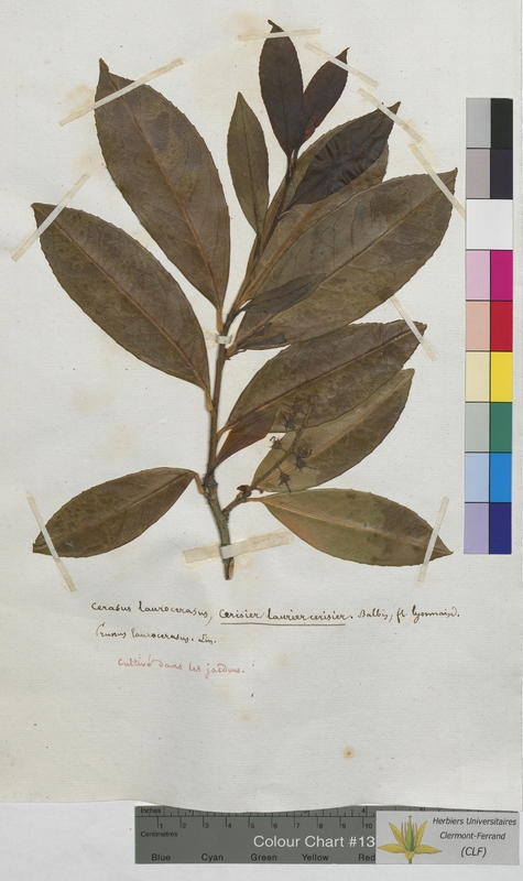 Cerasus laurocerasus (Rosaceae)