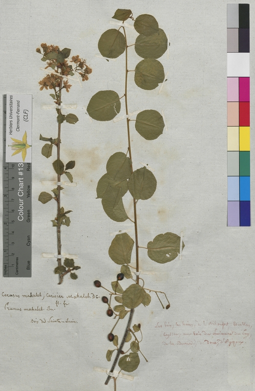 Cerasus mahaleb (Rosaceae)