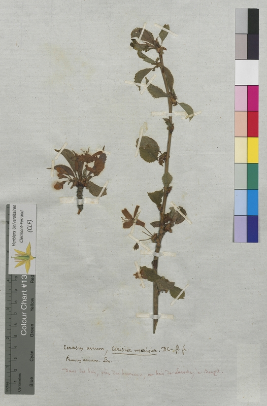 Cerasus avium (Rosaceae)