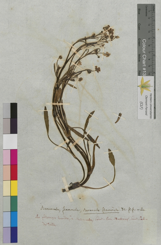 Ranunculus flammula (Ranunculaceae)