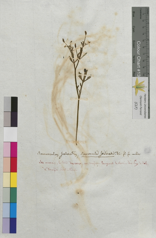 Ranunculus sceleratus (Ranunculaceae)