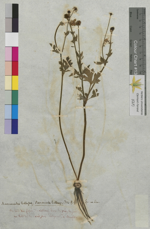 Ranunculus bulbosus (Ranunculaceae)