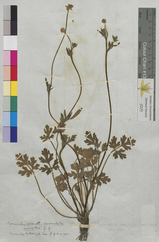 Ranunculus philonotis (Ranunculaceae)
