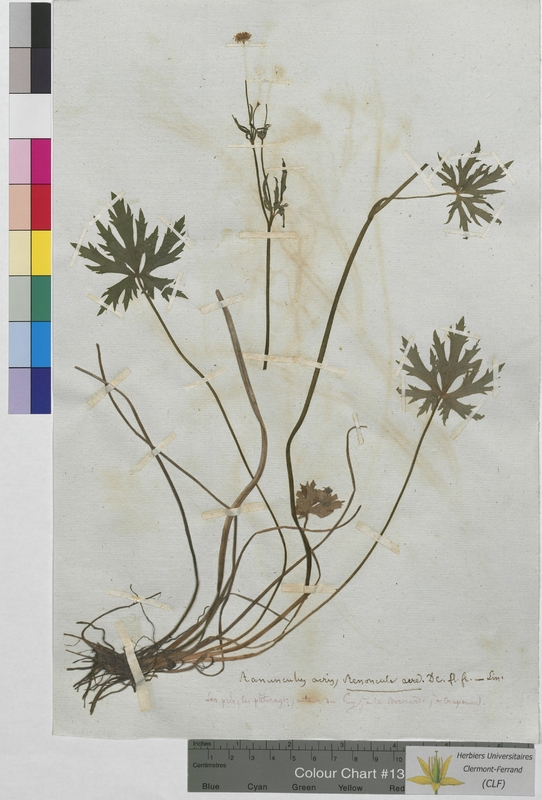 Ranunculus acris (Ranunculaceae)