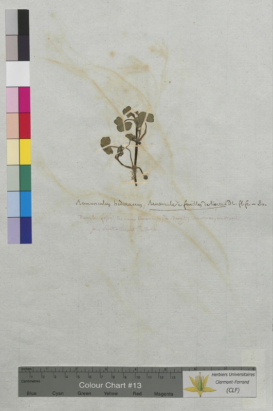 Ranunculus hederaceus (Ranunculaceae)