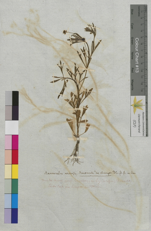 Ranunculus arvensis (Ranunculaceae)