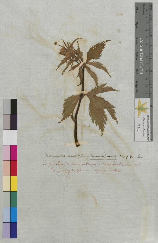 Ranunculus aconitifolius (Ranunculaceae)