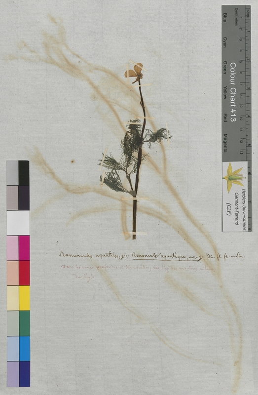 Ranunculus aquatilis (Ranunculaceae)