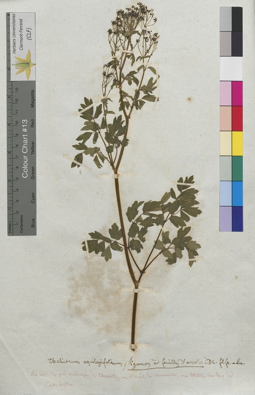 Thalictrum aquilegifolium (Ranunculaceae)