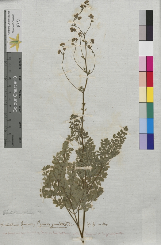 Thalictrum flavum (Ranunculaceae)