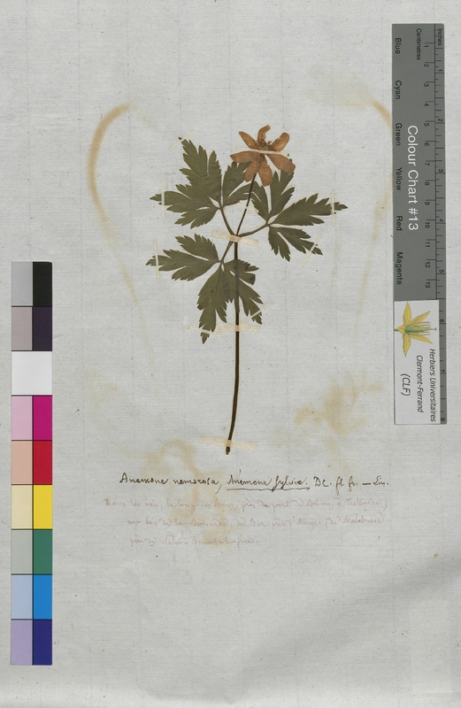 Anemone nemorosa (Ranunculaceae)