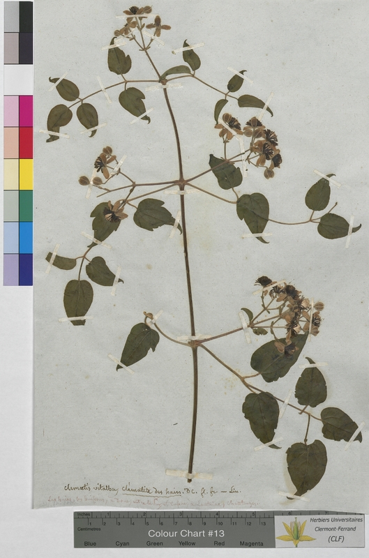 Clematis vitalba (Ranunculaceae)