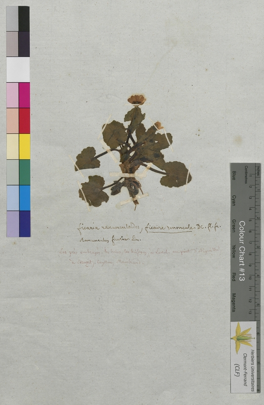 Ficaria ranunculoides (Ranunculaceae)