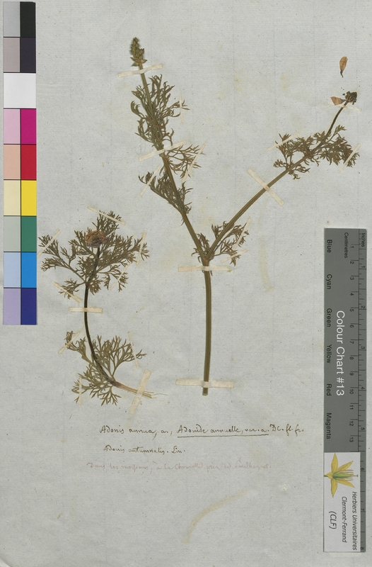 Adonis annua (Ranunculaceae)