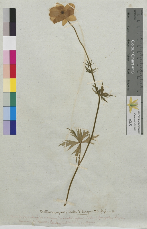 Trollius europaeus (Ranunculaceae)