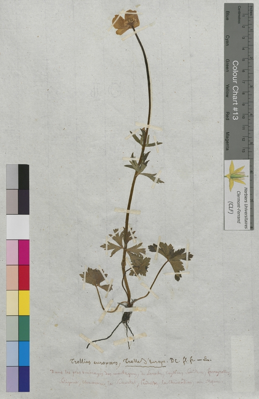 Trollius europaeus (Ranunculaceae)
