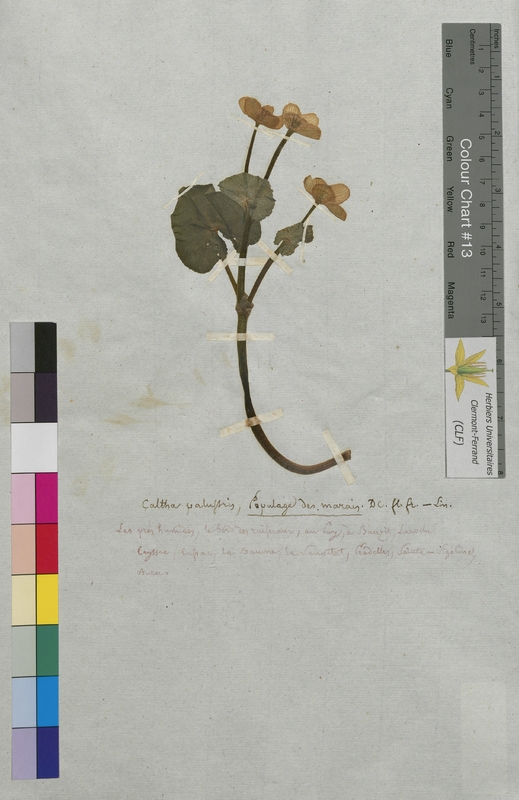 Caltha palustris (Ranunculaceae)
