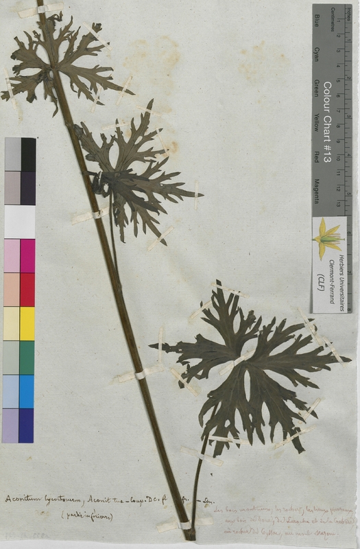 Aconitum lycoctonum (Ranunculaceae)