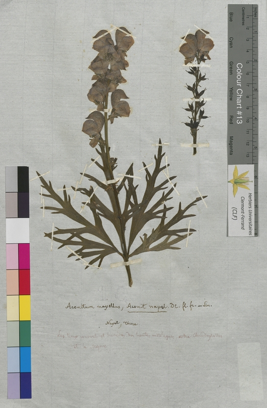 Aconitum napellus (Ranunculaceae)