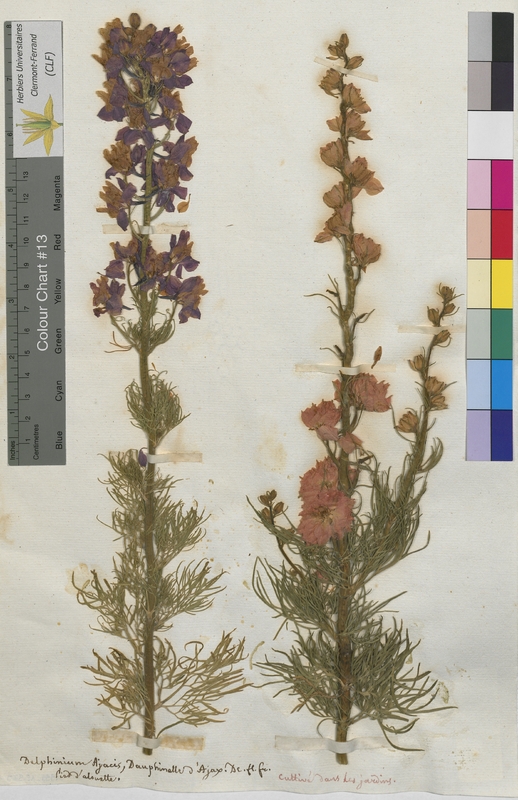 Delphinium ajacis (Ranunculaceae)