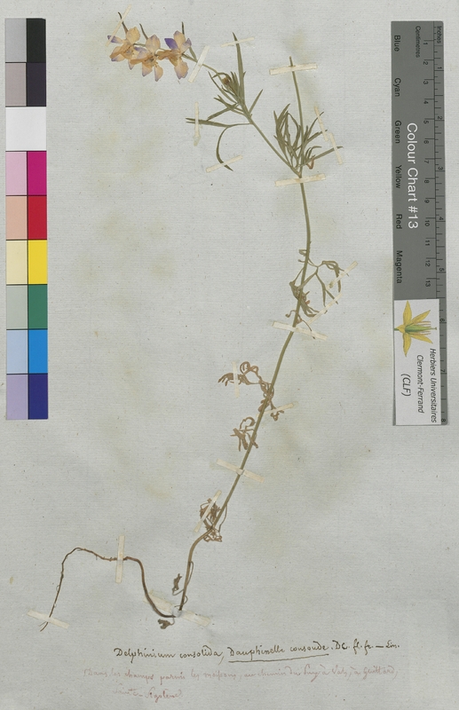 Delphinium consolida (Ranunculaceae)