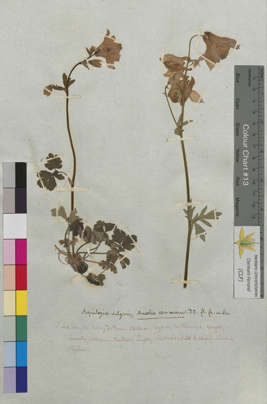 Aquilegia vulgaris (Ranunculaceae)