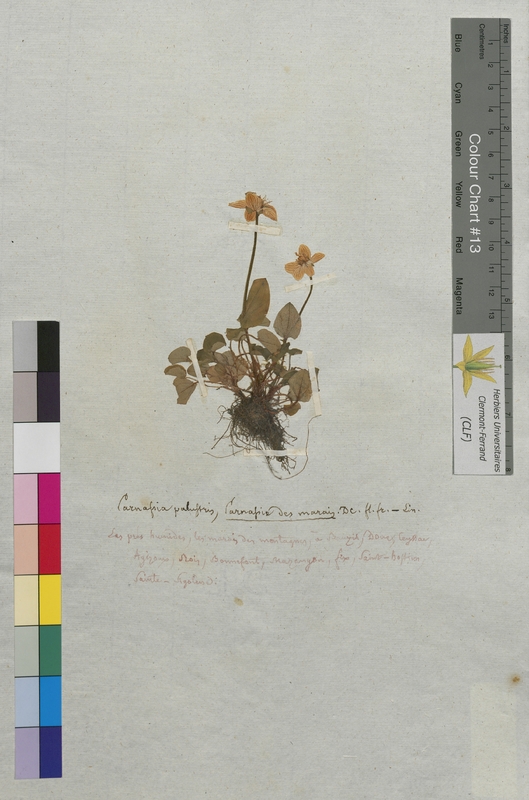 Parnassia palustris (Parnassiaceae)