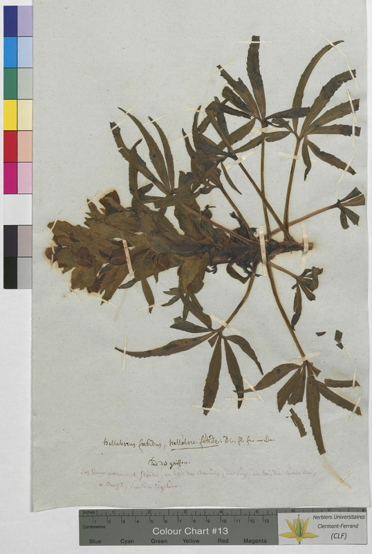 Helleborus foetidus (Ranunculaceae)