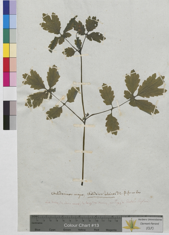 Chelidonium majus (Papaveraceae)