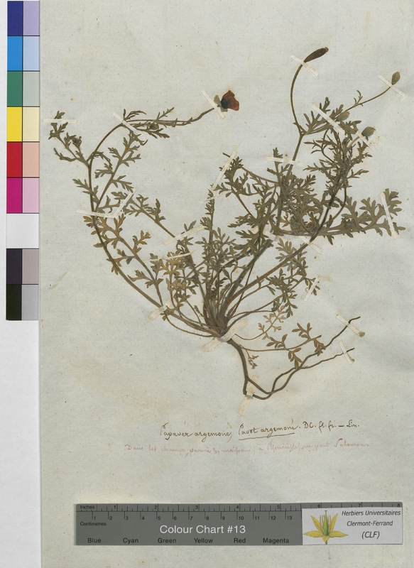 Papaver argemone (Papaveraceae)