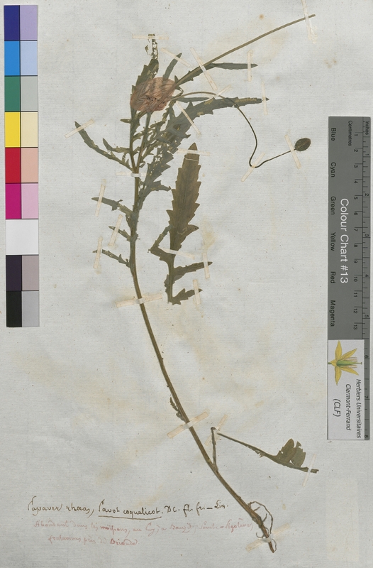 Papaver rhoeas (Papaveraceae)