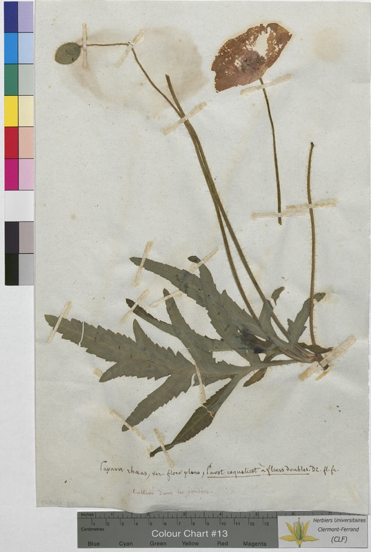 Papaver rhoeas (Papaveraceae)