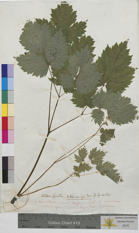 Actaea spicata (Ranunculaceae)