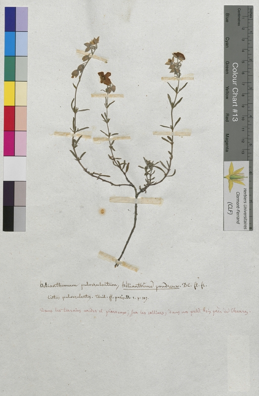 Helianthemum pulverulentum (Cistaceae)