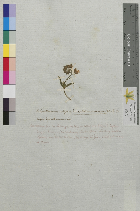 Helianthemum vulgare (Cistaceae)
