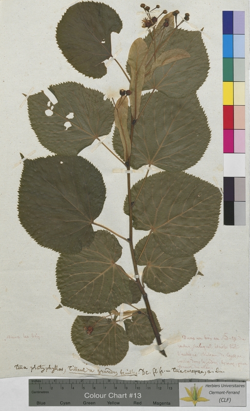 Tilia platyphyllos (Tiliaceae)