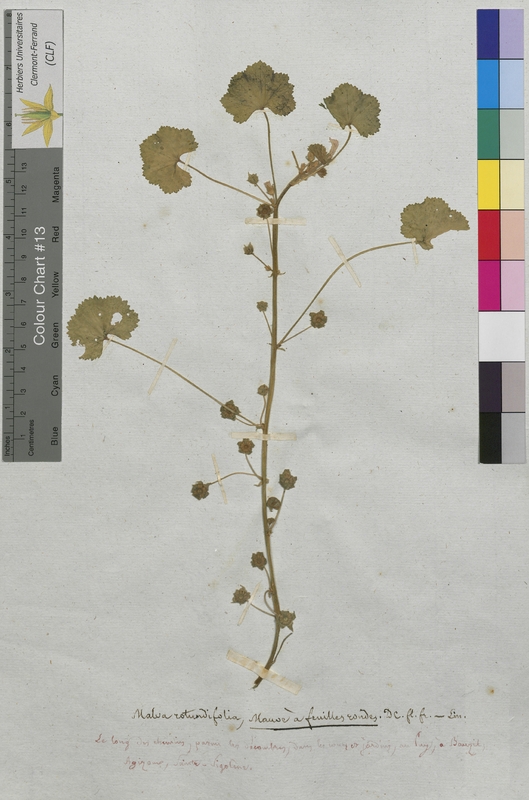 Malva rotundifolia (Malvaceae)