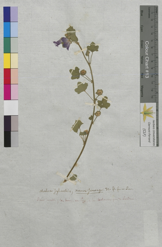 Malva sylvestris (Malvaceae)