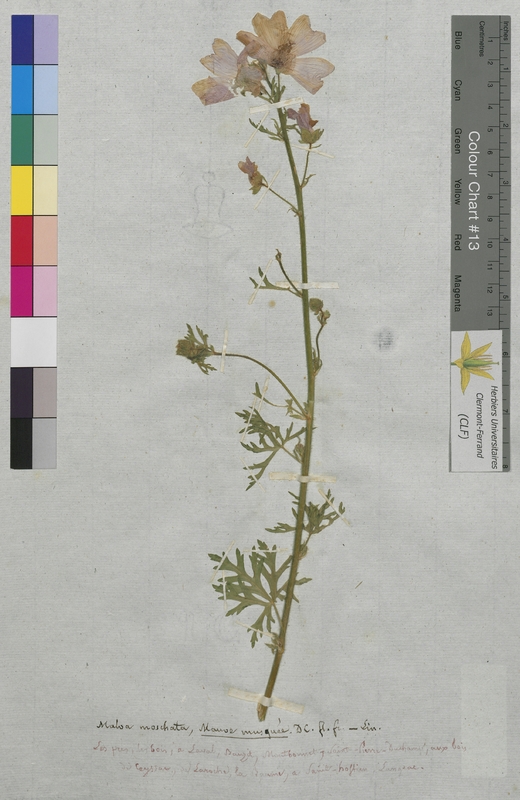 Malva moschata (Malvaceae)