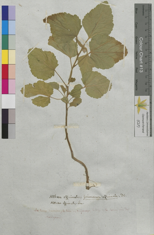 Althaea officinalis (Malvaceae)