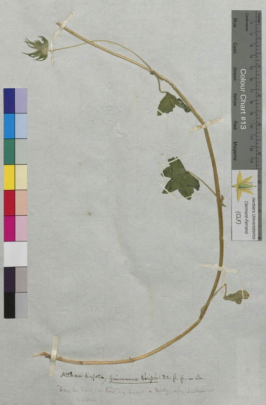 Althaea hirsuta (Malvaceae)