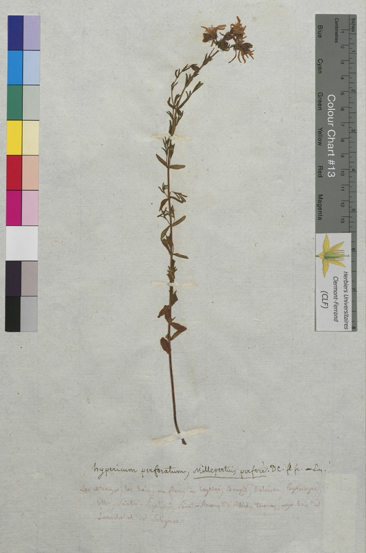 Hypericum perforatum (Hypericaceae)