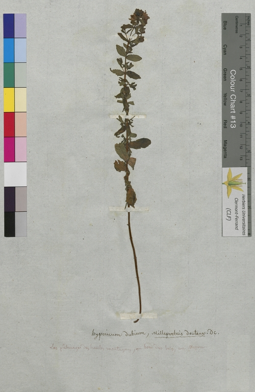 Hypericum dubium (Hypericaceae)