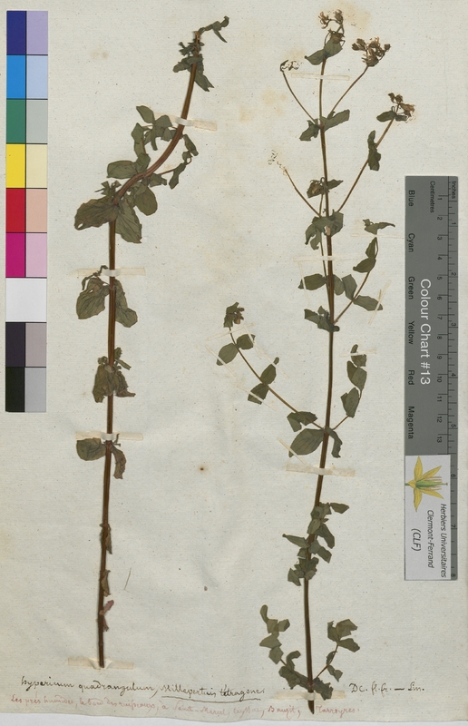 Hypericum quadrangulum (Hypericaceae)