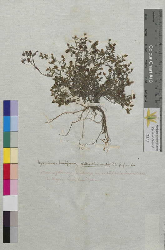 Hypericum humifusum (Hypericaceae)