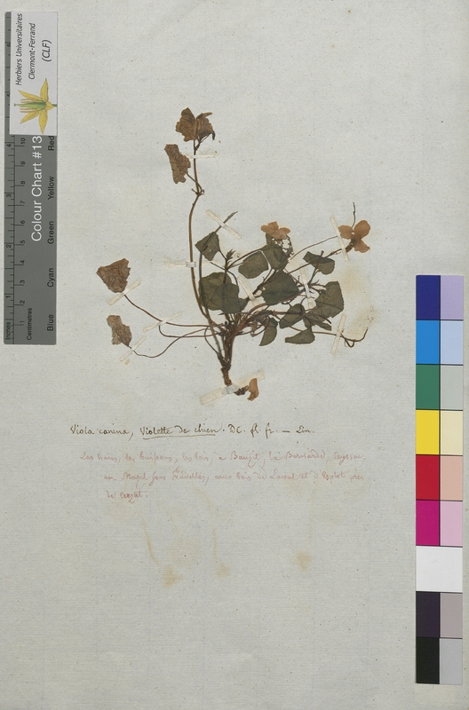 Viola canina (Violaceae)
