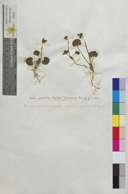 Viola palustris (Violaceae)