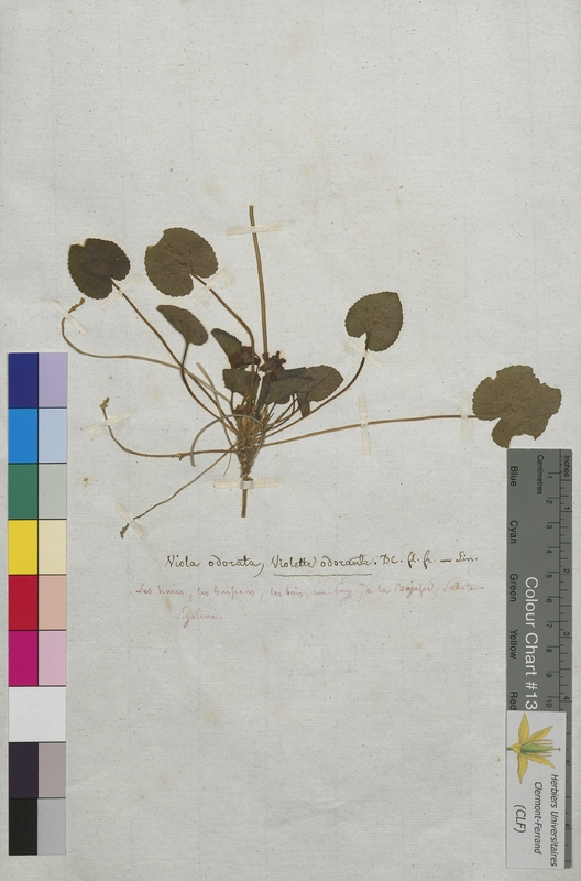 Viola odorata (Violaceae)
