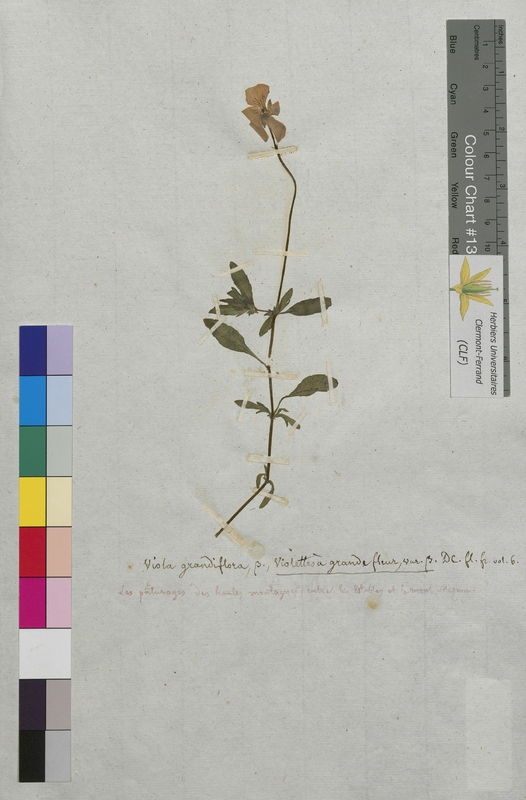 Viola grandiflora (Violaceae)